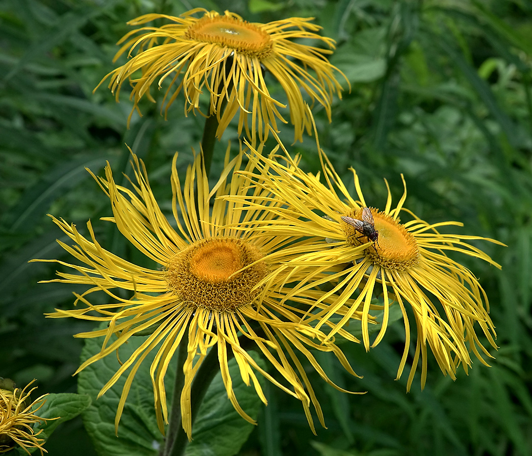 Изображение особи Telekia speciosa.