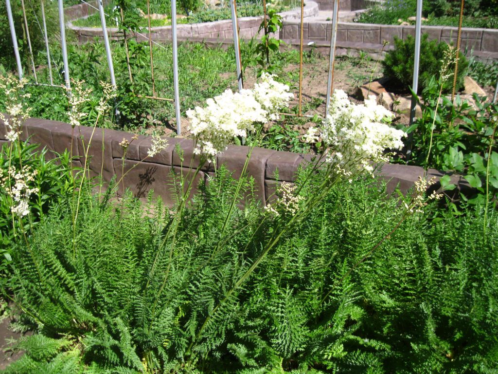 Изображение особи Filipendula vulgaris.