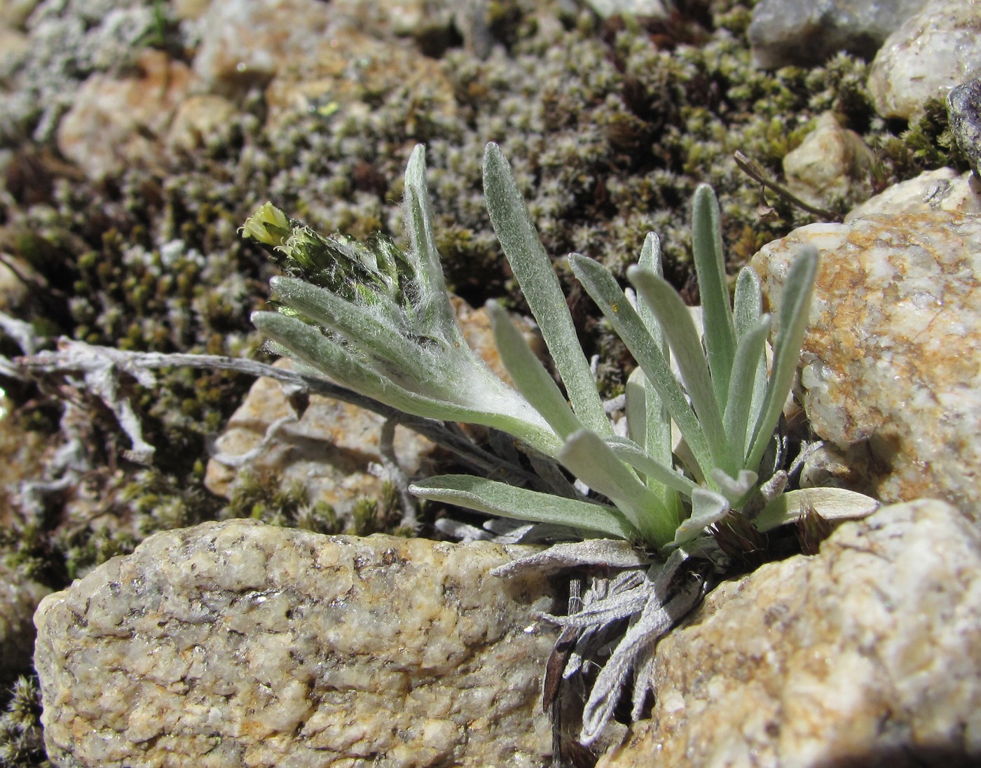 Image of Omalotheca supina specimen.