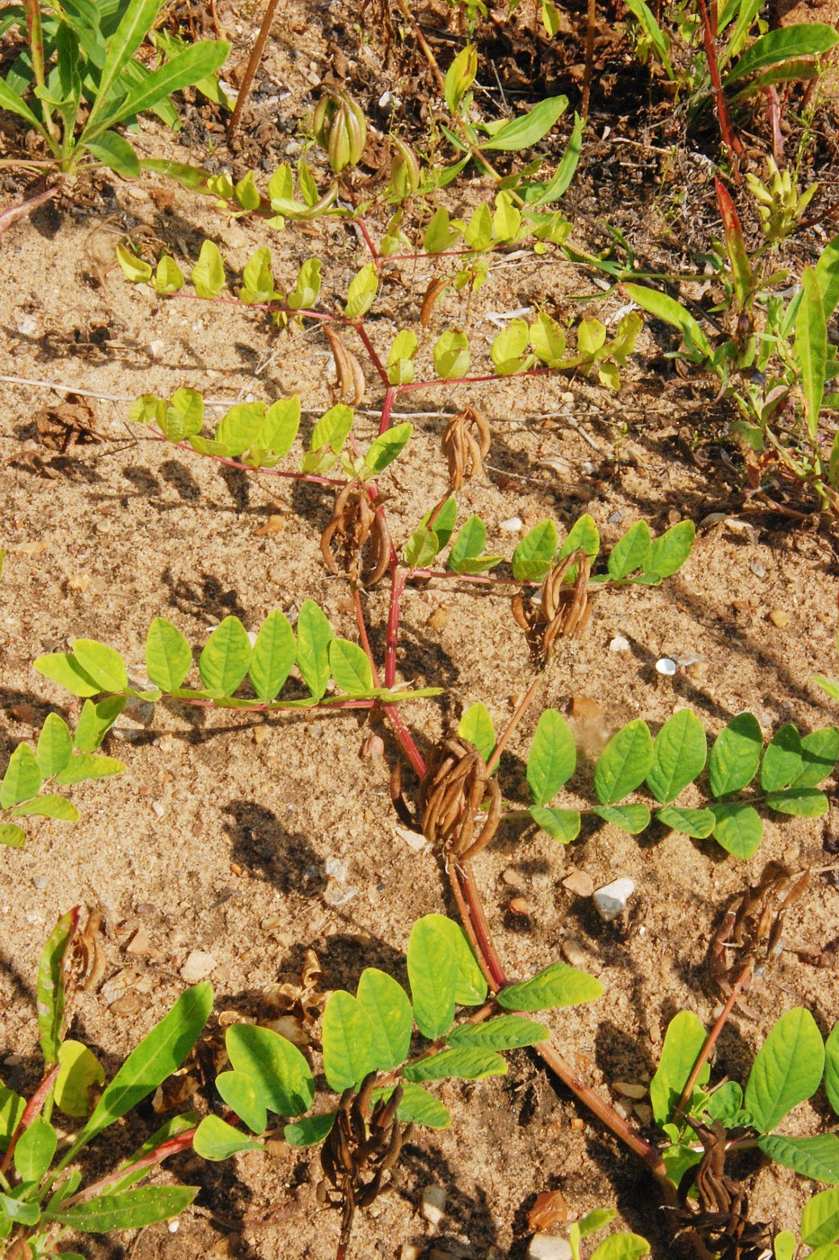 Изображение особи Astragalus glycyphyllos.