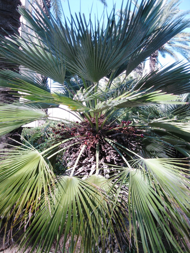 Image of Chamaerops humilis specimen.