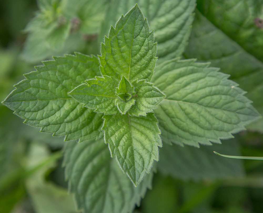 Image of Mentha arvensis specimen.