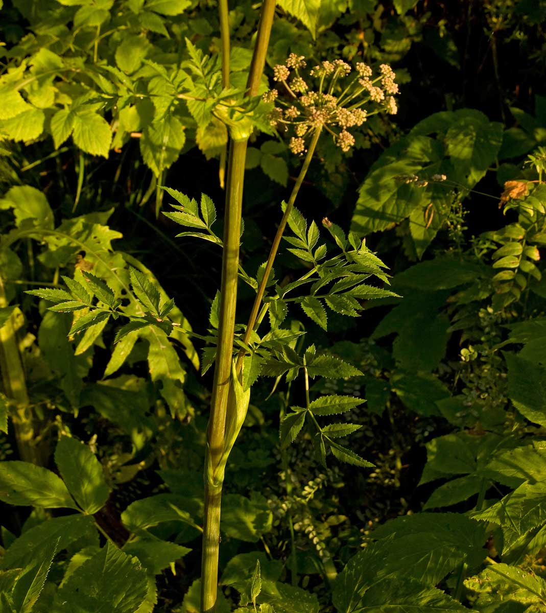 Image of Angelica sylvestris specimen.