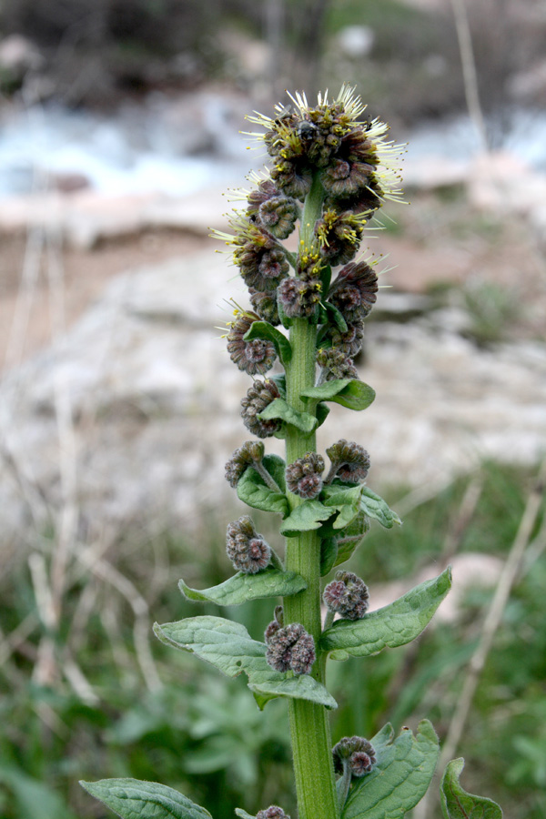 Изображение особи Solenanthus circinnatus.