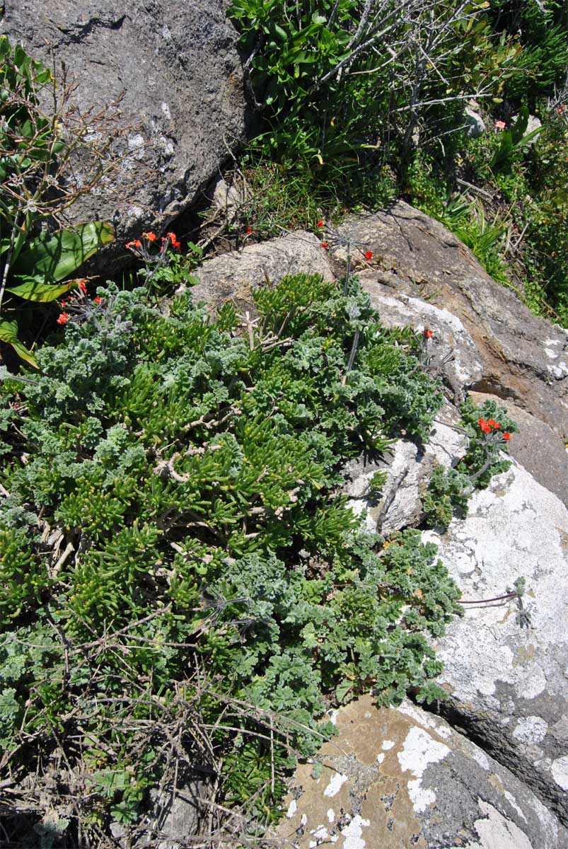 Image of Pelargonium fulgidum specimen.