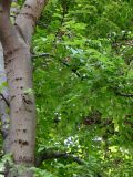 Celtis occidentalis. Часть плодоносящего дерева. Краснодарский край, г. Краснодар, территория лечебного заведения, в озеленении. 10.09.2017.