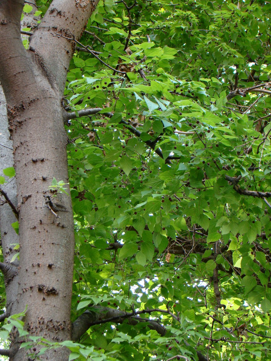 Изображение особи Celtis occidentalis.