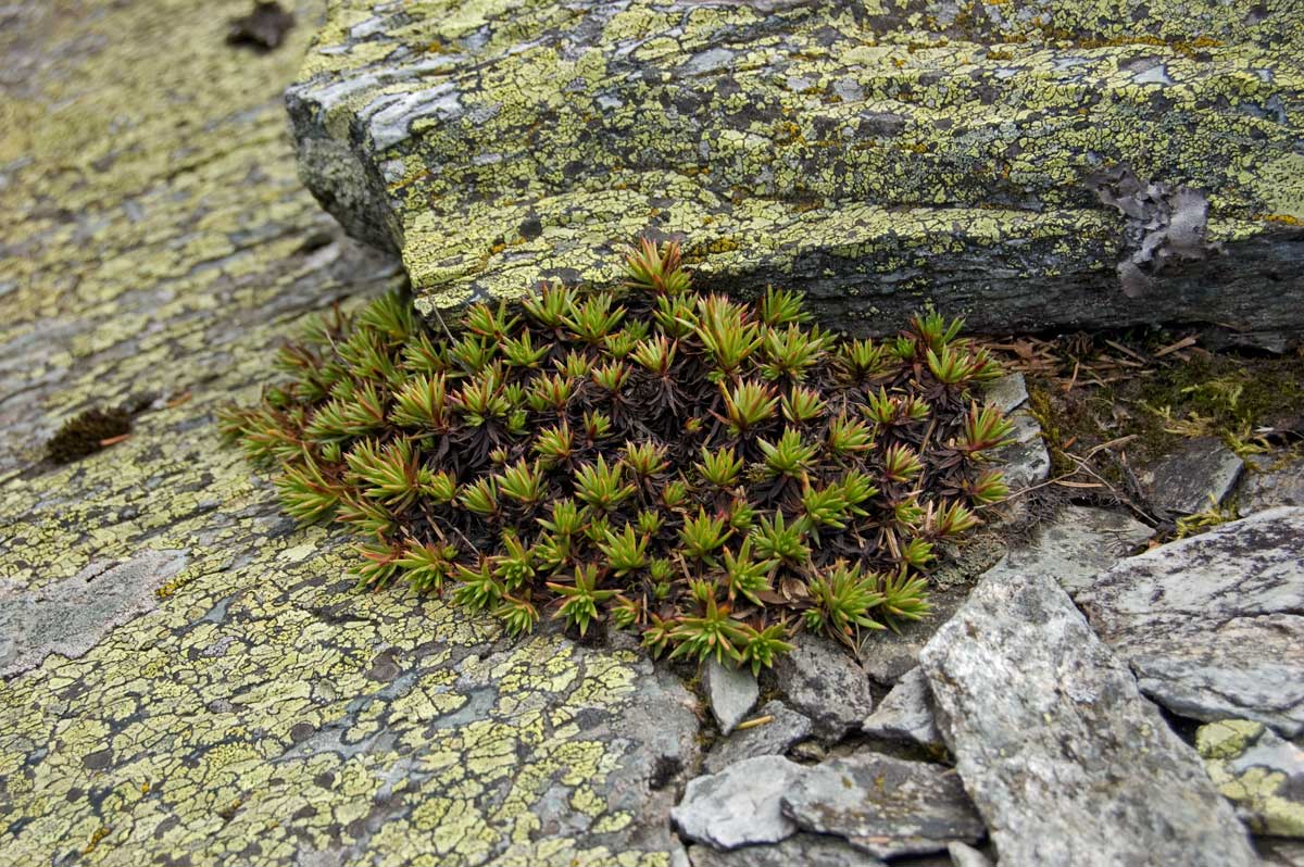 Image of Saxifraga spinulosa specimen.