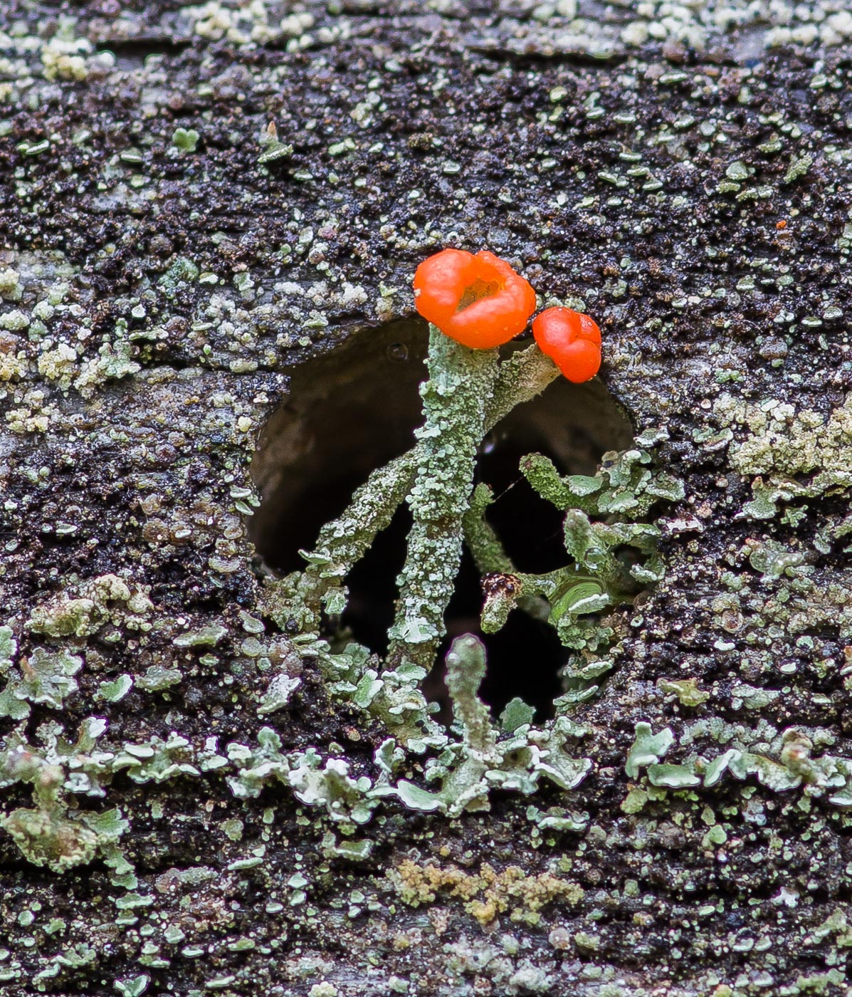 Image of Cladonia macilenta specimen.