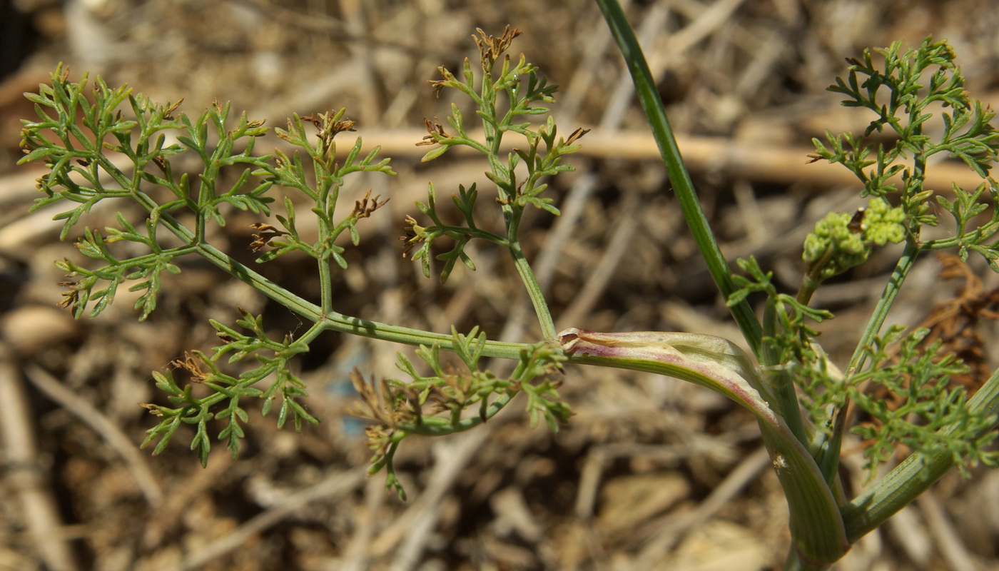 Image of Astrodaucus littoralis specimen.