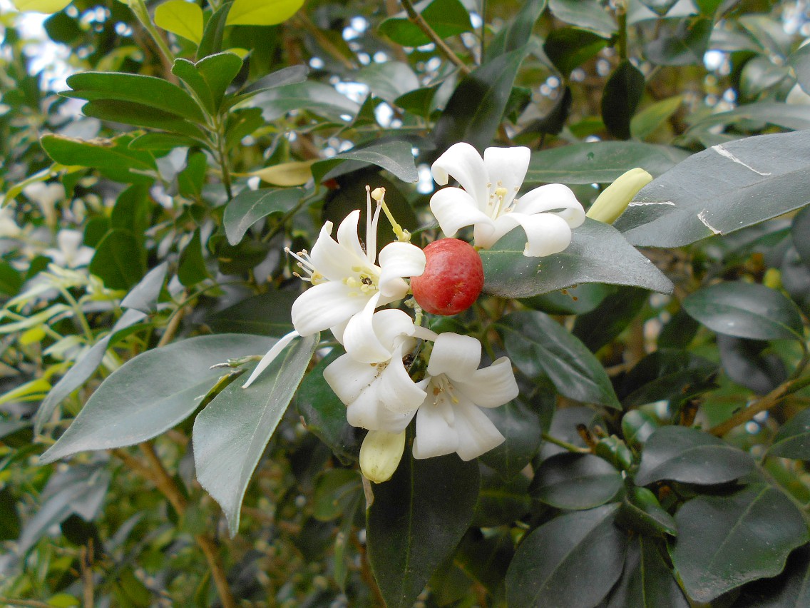 Image of Murraya paniculata specimen.