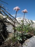 Valeriana fedtschenkoi. Цветущее растение. Южный Казахстан, Таласский Алатау, запов. Аксу-Джабаглы, пер. Улькен-Каинды, ≈ 2800 м н.у.м., гребень-водораздел. 11 июня 2017 г.