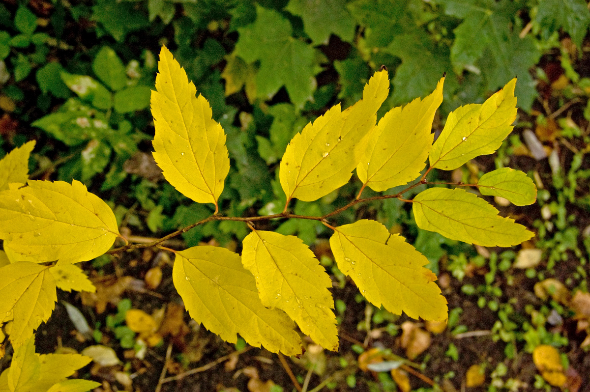 Изображение особи род Spiraea.