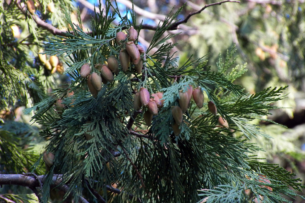 Изображение особи Calocedrus decurrens.