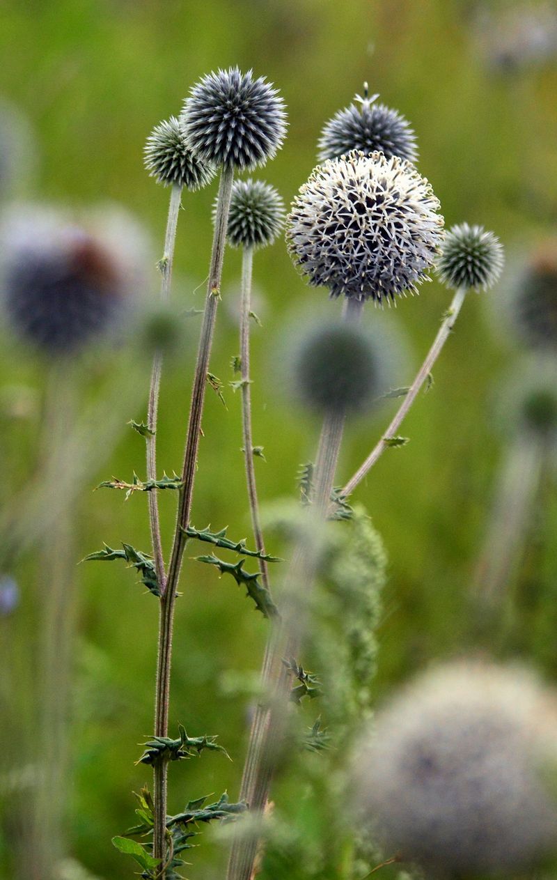 Image of Echinops sphaerocephalus specimen.