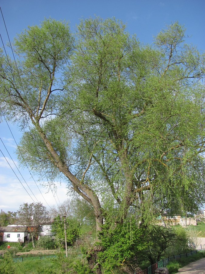 Image of Salix euxina specimen.