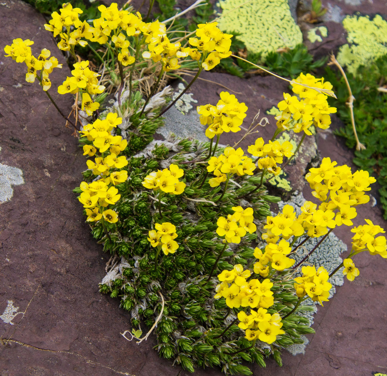 Image of Draba scabra specimen.