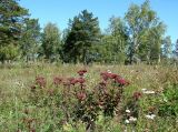 Hylotelephium triphyllum. Плодоносящие растения. Иркутская обл., Черемховский р-н, окр. с. Узкий Луг, высокий берег р. Белая, остепнённый луг. 08.09.2016.