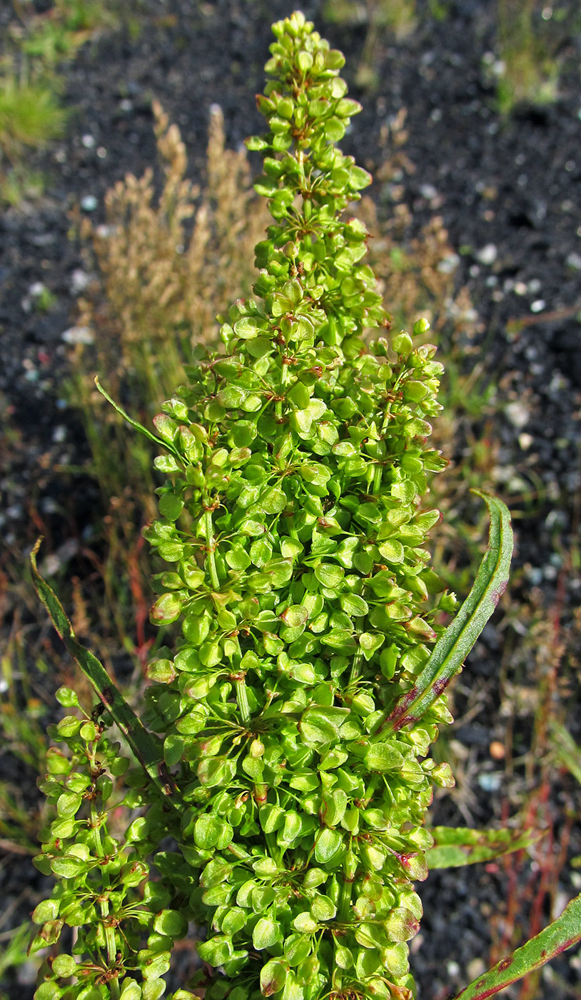 Изображение особи Rumex longifolius.