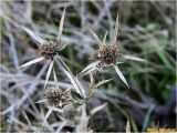 Eryngium campestre. Верхушка засохшего плодоносящего растения. Украина, Николаевская обл., Витовский р-н, окр. села Святомыколаевка, Ташкентский лес, заросший редким кустарником берег р. Ингул. 10.12.2017.