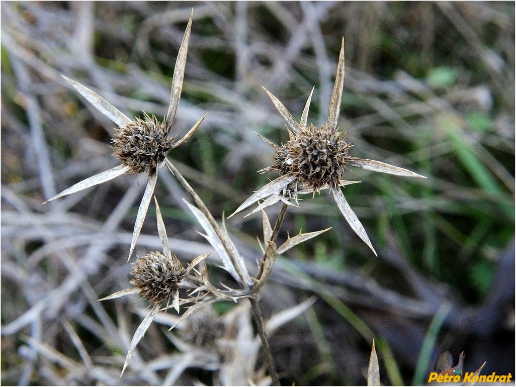 Изображение особи Eryngium campestre.