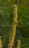 Veronica longifolia. Соплодие с сидящим клопом. Северный Урал, Пермский край, правый берег р. Язьва на 5 км выше с. Верх-Язьва, луг. 19 августа 2017 г.