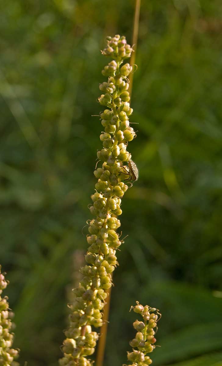 Image of Veronica longifolia specimen.