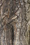 Ginkgo biloba