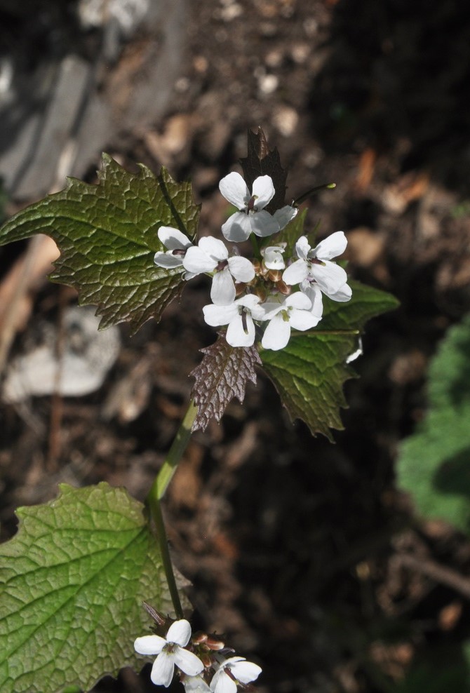 Image of Alliaria petiolata specimen.