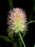 Trifolium arvense