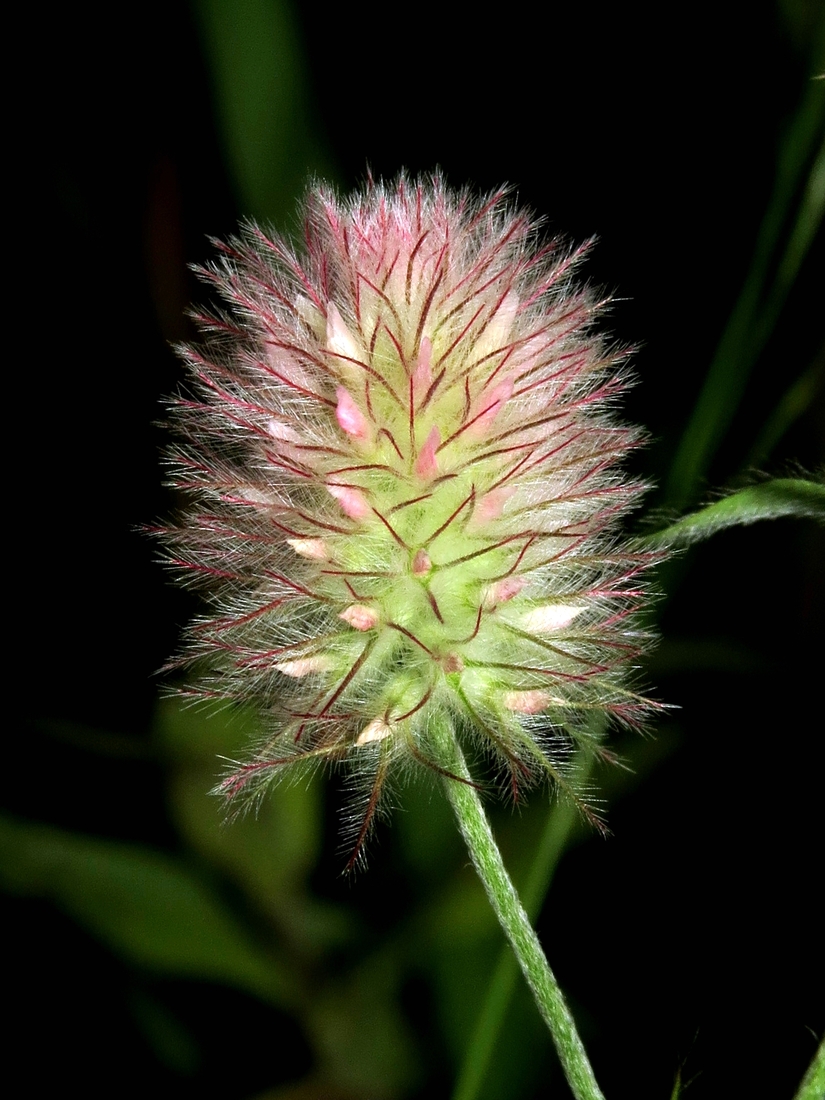 Image of Trifolium arvense specimen.
