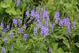 Veronica teucrium