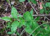 Euonymus verrucosus. Часть ветви с отрастающими побегами. Украина, Киев, заказник \"Лесники\", боровая терраса Днепра. 9 мая 2010 г.