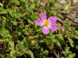 Cistus creticus. Верхушки побегов с цветком и формирующимся плодом. Греция, о-в Крит, ном Ханья (Νομός Χανίων), дим Сфакион (Δήμος Σφακίων), Самарийское ущелье (Φαράγγι Σαμαριάς), ≈ 1100 м н.у.м., открытый каменистый склон в сосновом лесу. 26 июня 2017 г.