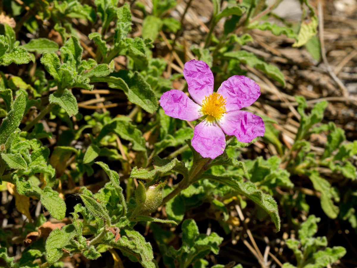 Изображение особи Cistus creticus.