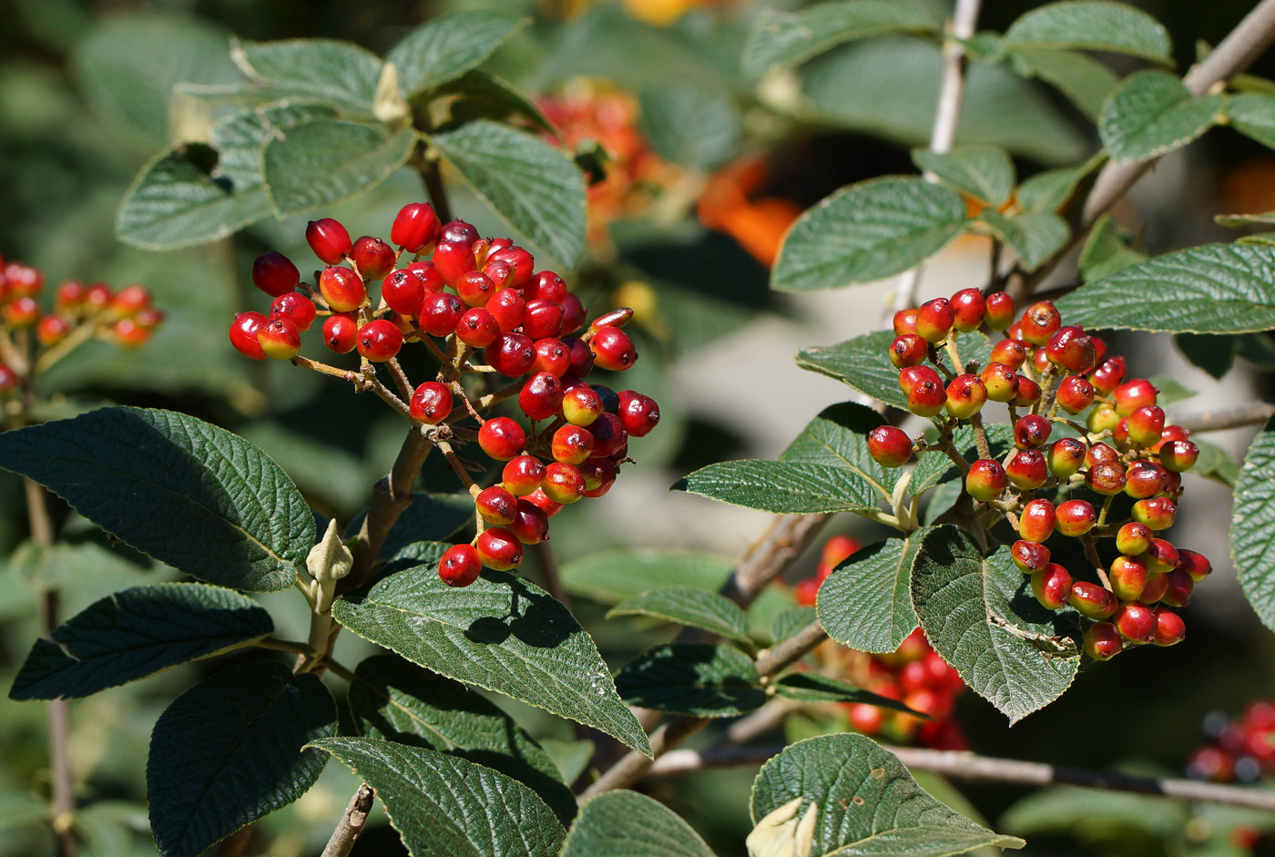 Изображение особи Viburnum lantana. 