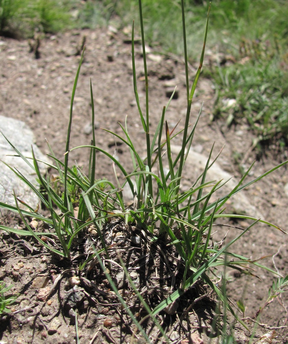 Image of Bromopsis variegata specimen.