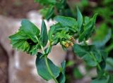 Cerinthe glabra subspecies caucasica. Верхушка побега с соцветием. Адыгея, Фишт-Оштеновский массив, гора Оштен, ≈ 2200 м н.у.м., субальпийский луг. 06.07.2017.