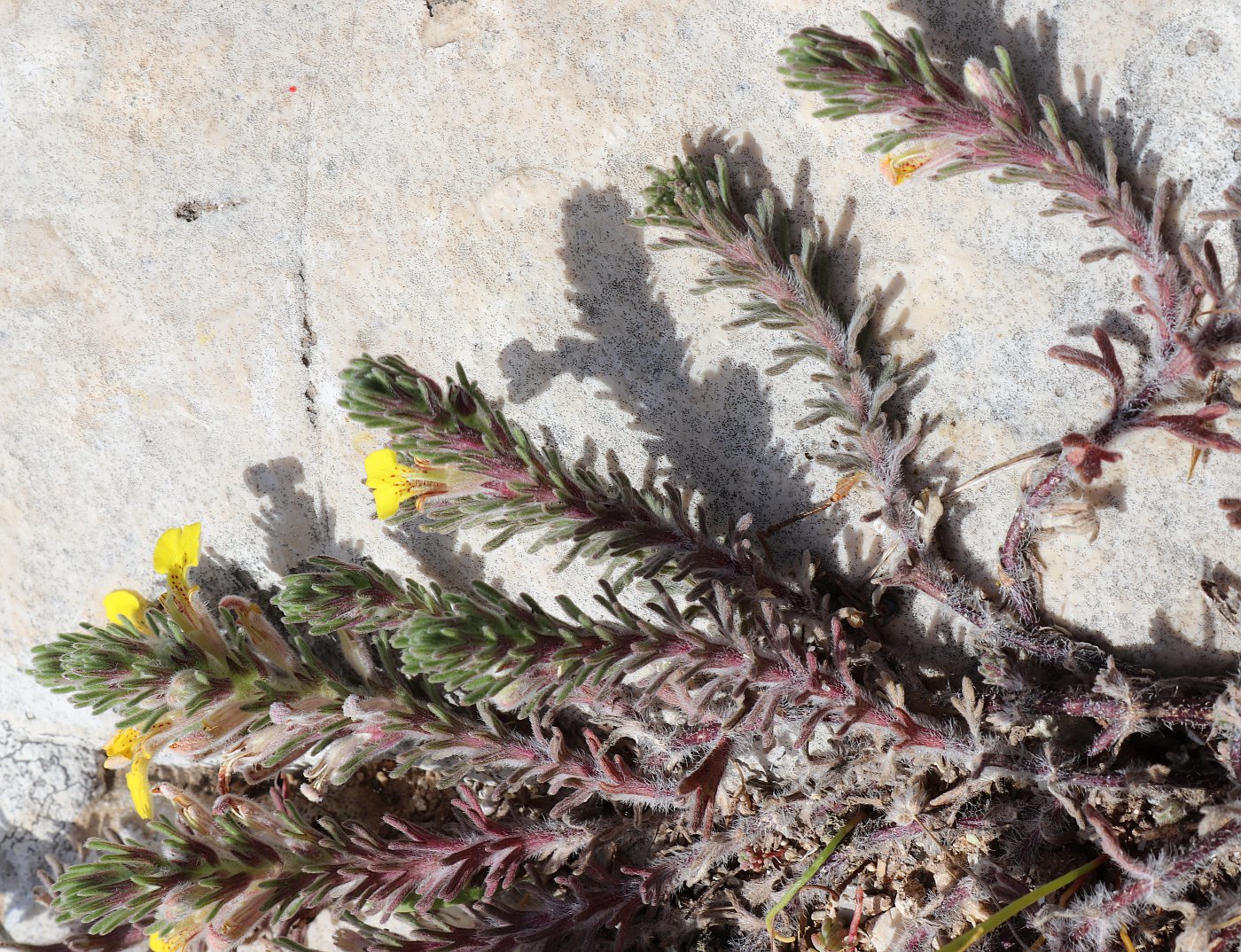 Image of Ajuga chamaepitys specimen.