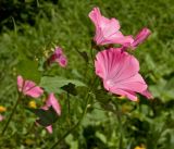 Malva trimestris