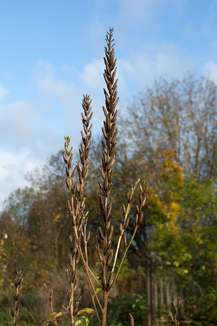 Image of Oenothera rubricaulis specimen.