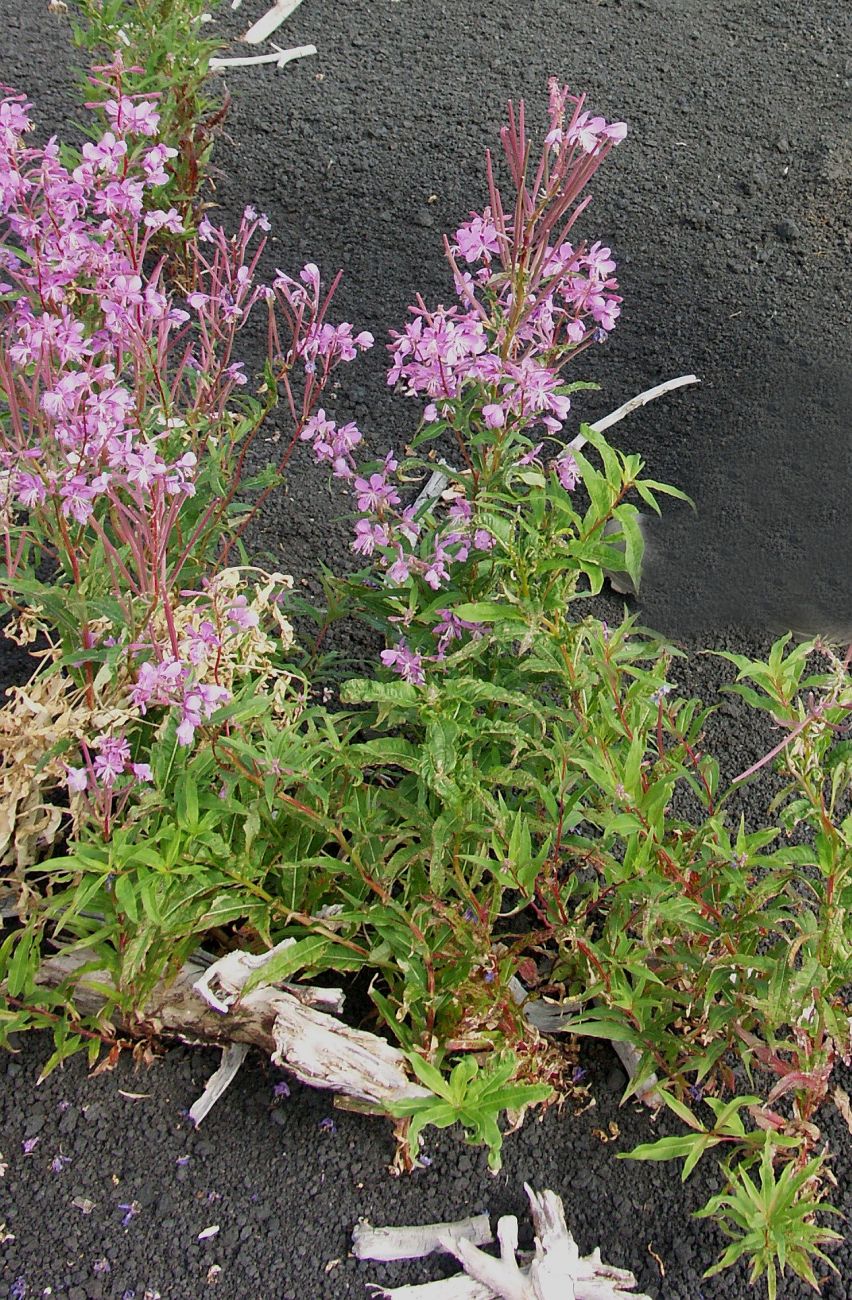 Image of Chamaenerion angustifolium specimen.