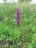 Anacamptis morio подвид caucasica. Цветущее растение. Краснодарский край, Абинский р-н, юж. окр. ст. Холмская, обширный луг (старая залежь?). 24.04.2018.