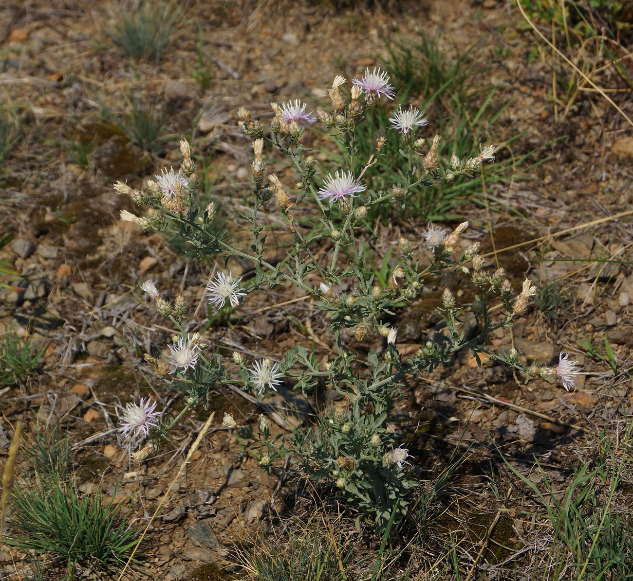 Изображение особи Centaurea diffusa.