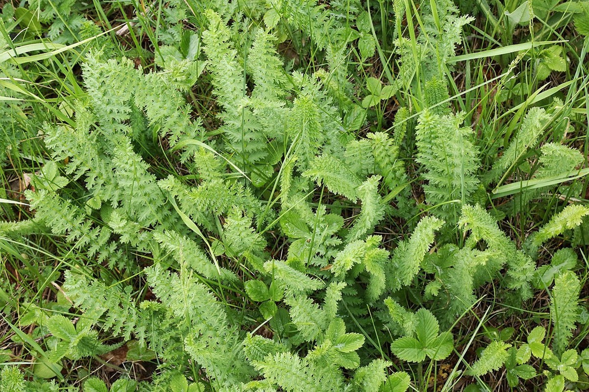 Image of Filipendula vulgaris specimen.