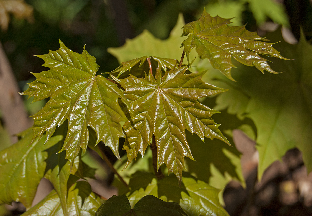 Image of Acer platanoides specimen.