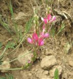 Onobrychis dielsii