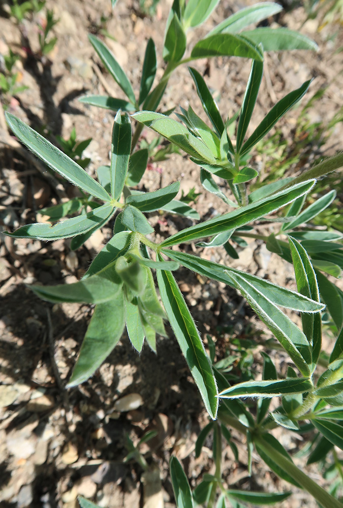 Image of Thermopsis lanceolata specimen.