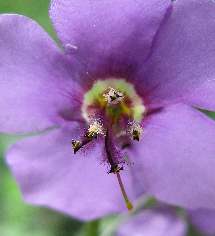 Изображение особи Verbascum phoeniceum.