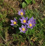 Pulsatilla patens